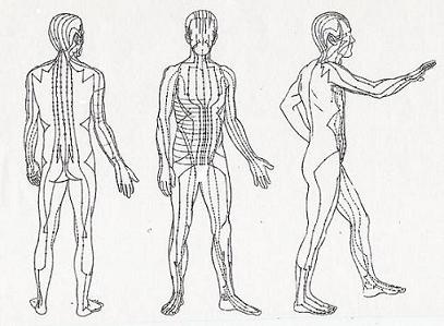 Liver Meridian Chart